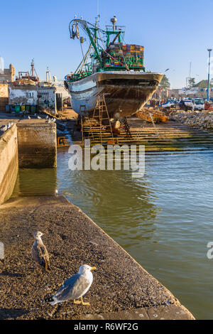 Gull dans le vieux port de pêche d'Essaouira, Maroc Banque D'Images