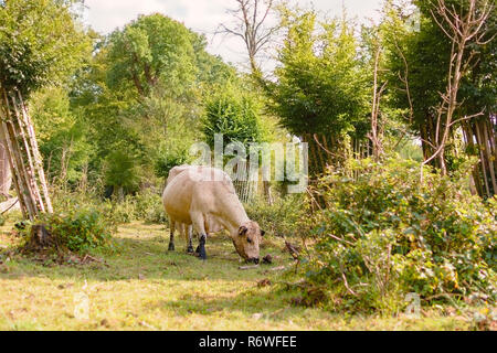 Un boeuf Galloway mange sur un pâturage dans une forêt Banque D'Images