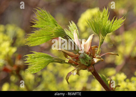 L'analyse foliaire en Norvège maple Acer platanoides Banque D'Images