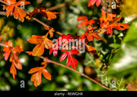 Quartier de Newmarket, au Royaume-Uni. Couleurs d'automne, des jardins, des feuilles, des arbres, de la météo, des fleurs, Banque D'Images