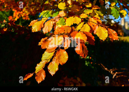 Quartier de Newmarket, au Royaume-Uni. Couleurs d'automne, des jardins, des feuilles, des arbres, de la météo, des fleurs, Banque D'Images