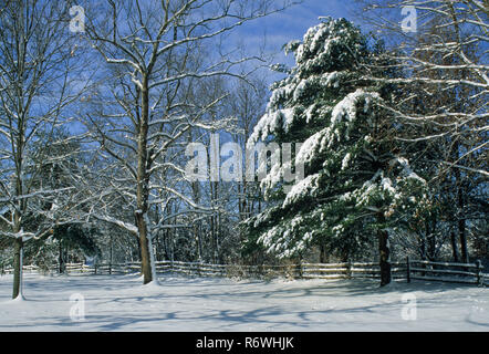 Scène de tempête de neige avec clôture à Monmouth Co., dans le New Jersey, États-Unis, États-Unis, paysage d'hiver arbres d'hiver tiges, Pantone bleu scènes d'hiver US tempête de neige Banque D'Images