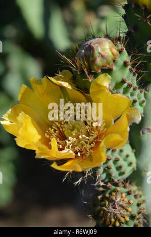 Close-up of a fleur de figue de Barbarie, Sicile, Nature, Macro Banque D'Images