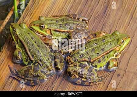 Trois grenouilles de l'étang se réchauffent dans le soleil du printemps Banque D'Images