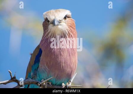 Lilac breasted roller Banque D'Images