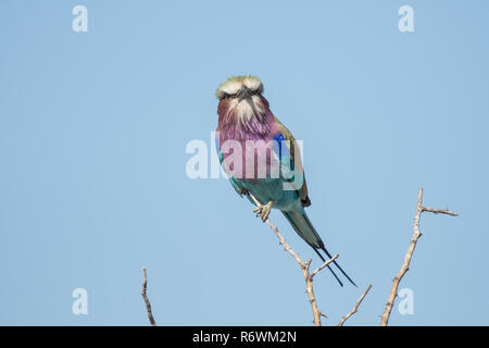 Lilac breasted roller Banque D'Images