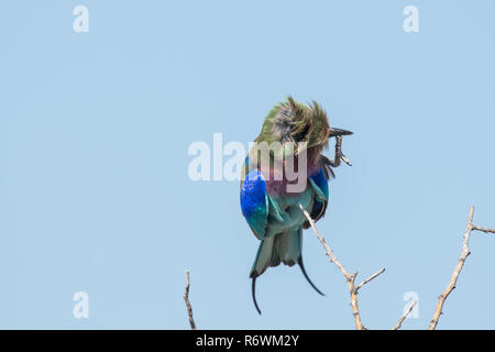 Lilac breasted roller Banque D'Images