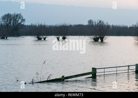 Amsterdam, Pays-Bas - 2018-01-14 : Gate et saules têtards dans la rivière en crue de la rivière pays appalachiens Boven Merwede. Espace Nature de Avelingen, vu Banque D'Images