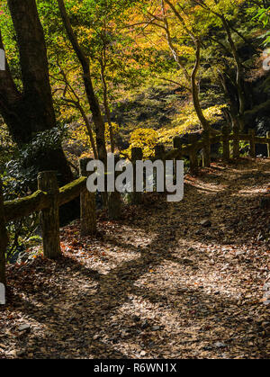 Sentier de randonnée au parc national de Minoh Minoo ou à l'automne, Osaka, Japon Banque D'Images