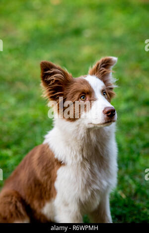 Brown border collie chien assis sur le sol Banque D'Images