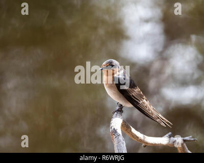 Profil de côté petit oiseau perché sur une branche. Hirondelle rustique (Hirundo neoxena Welcome) 'course' neoxena Banque D'Images