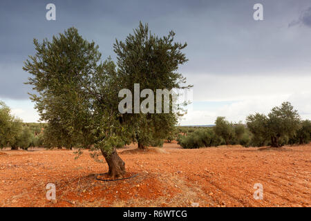 Oliviers près de Tembleque, province de Ciudad Real, Castille la Manche, Espagne Banque D'Images