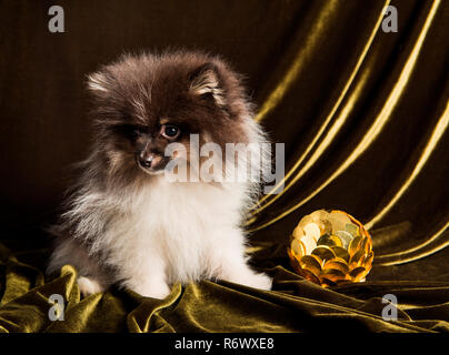 Spitz Pomeranian dog puppy avec Nouvelle Année balle sur Noël ou Nouvel An Banque D'Images