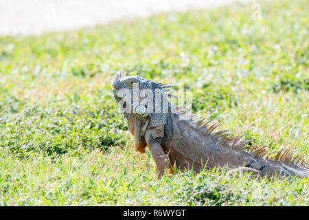 Un iguane vert, mange de l'Herbe sur une plage à Punta de Mita, Nayarit, Mexique Banque D'Images