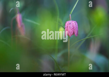 Damier en fleurs fleurs (fritillaria meleagris) dans le jardin Banque D'Images