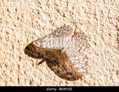 Cracker gris (Hamadryas februa ferentina) Butterfly reposant sur un mur en stuc Banque D'Images