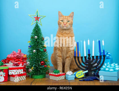 Orang adorable chat tigré assis entre un arbre de Noël et un Hanukkah Menorah, looking at viewer. De nombreuses familles multi foi célébrer à la fois Noël et Banque D'Images