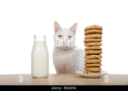 Adorable chat blanc aux yeux impairs (heterochromia) assis à une table en bois avec grande cheminée de douzaines de biscuits aux pépites de chocolat d'un côté et une bouteille de f Banque D'Images