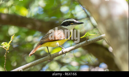 Tyran Quiquivi (Pitangus sulfuratus) Perché sur une branche à Punta de Mita, Nayarit, Mexique Banque D'Images