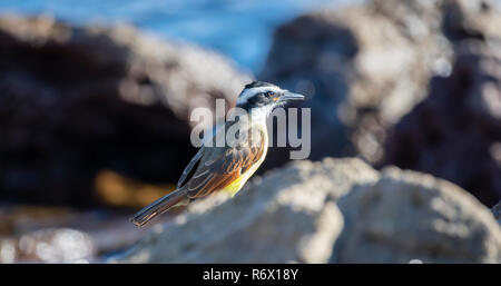 Tyran Quiquivi (Pitangus sulfuratus) Perché sur un rocher sur la plage de Punta de Mita, Nayarit, Mexique Banque D'Images