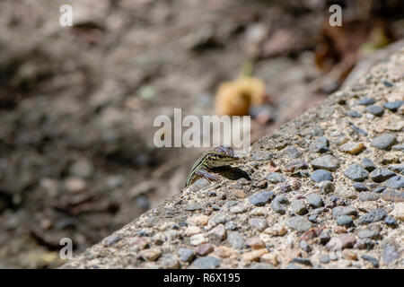 Un petit Skink Lizard donne sur le bord d'un trottoir en Punta de Mita, Nayarit, Mexique Banque D'Images