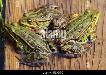 Trois hommes dans un bateau - étang grenouilles Rana esculenta Banque D'Images