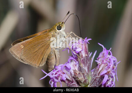 Skipper crossline, Limochores origenes, sur étoile flamboyante, Liatris sp. Banque D'Images