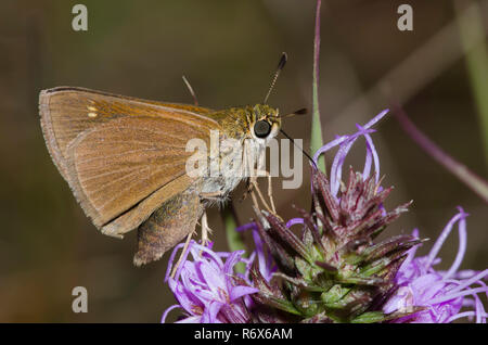 Skipper crossline, Limochores origenes, sur étoile flamboyante, Liatris sp. Banque D'Images