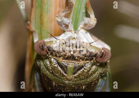 Chien des plaines-jour Neotibicen auriferus, Cicada Banque D'Images