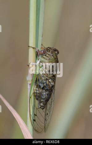 Chien des plaines-jour Neotibicen auriferus, Cicada Banque D'Images