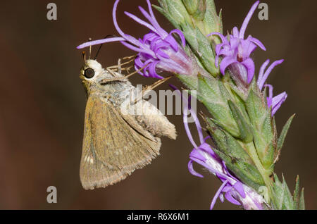 Skipper crossline, Limochores origenes, sur étoile flamboyante, Liatris sp. Banque D'Images