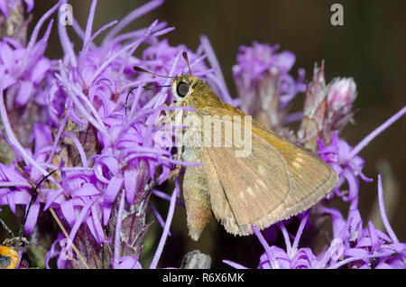 Skipper crossline, Limochores origenes, sur étoile flamboyante, Liatris sp. Banque D'Images