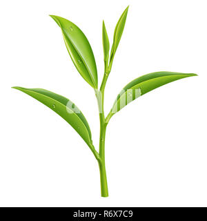 Le thé vert illustration, peinture numérique Banque D'Images