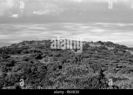 Ngorongoro Crater de Tanzanie. Banque D'Images