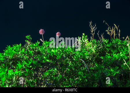 L'ail sauvage fleurs fleurs violettes sur une pelouse verte sur un fond sombre Banque D'Images