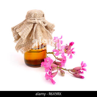 Rose de jeune fille (Dianthus deltoides) avec bouteille pharmaceutique. Banque D'Images