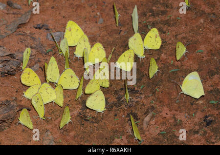 Mud-puddling Yellows, Little Yellows, Pyrisitia lisa et Yellows mexicains, Abaeis mexicana Banque D'Images