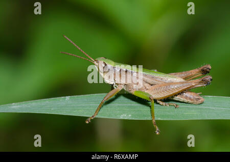 Sauterelle verte à ailes courtes, Dichromorpha viridis, homme Banque D'Images