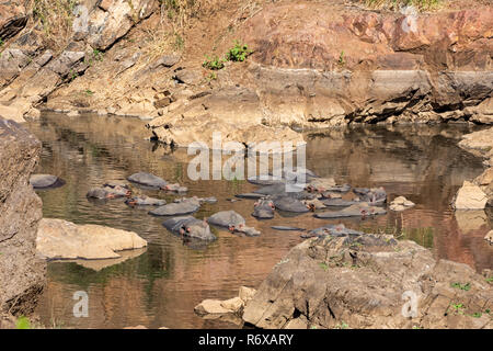 Des hippopotames dans un trou d'arrosage dans le sud de la savane africaine Banque D'Images