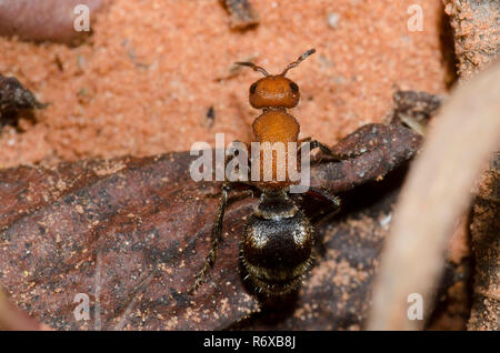 Ant de velours, Timulla barbigera Banque D'Images