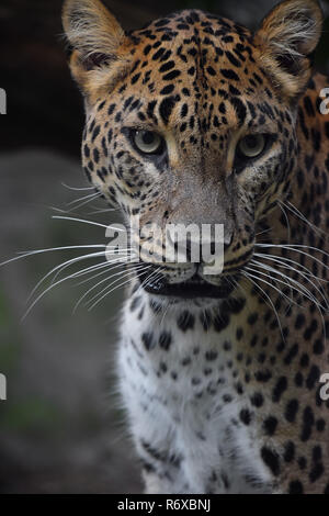 Close up portrait of Persian leopard Banque D'Images