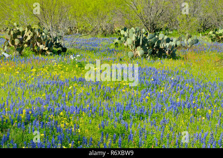 Oponces et bluebonnets FM 2504 , près de Somerset, New Jersey, USA Banque D'Images