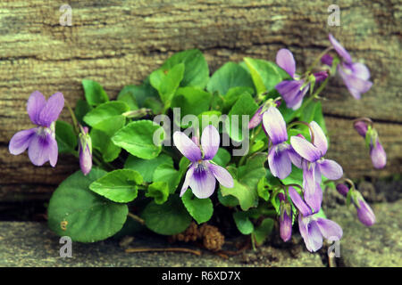 Viola odorata violette odorante dans le jardin naturel Banque D'Images