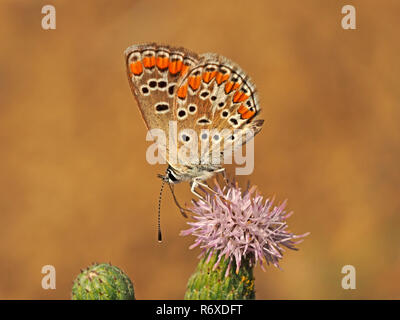Dessous de l'aile de papillon Argus Brun (Aricia agestis) se nourrissant de wildflower en Toscane, Italie Banque D'Images