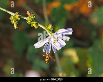 Marmelade de vol (Episyrphus balteatus) hoverfly visiter fleur bleu pâle de chicorées (Cichorium intybus) dans une prairie ensoleillée en Toscane, Italie Banque D'Images