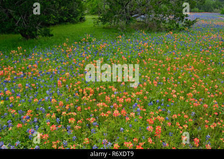 Fleurs sauvages- Texas bluebonnets et pinceau sur une propriété résidentielle, Austin, Texas, USA Banque D'Images