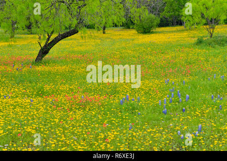 Un mélange de fleurs sauvages du Texas dans une floraison de cour résidentiel rural, Blanco Comté Smithwick, Texas, États-Unis Banque D'Images