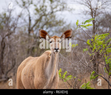 Une femelle koudou dans le sud de la savane africaine Banque D'Images