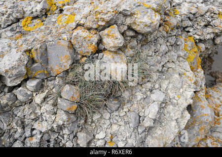 Les roches calcaires avec lichen jaune Banque D'Images