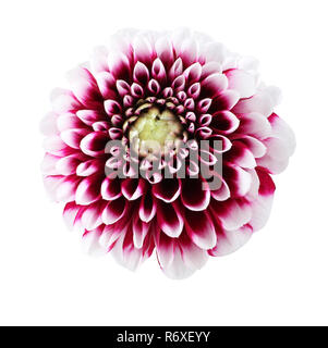 Dahlia violet avec bords blancs pétales de fleurs sur fond blanc. Banque D'Images